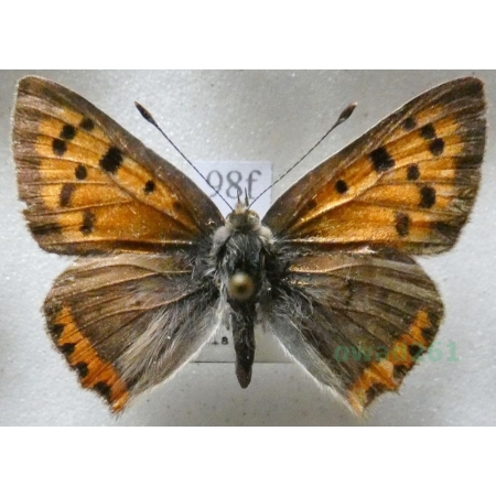 Lycaena phlaeas (Linnaeus, 1761) Czerwończyk żarek Czech98f